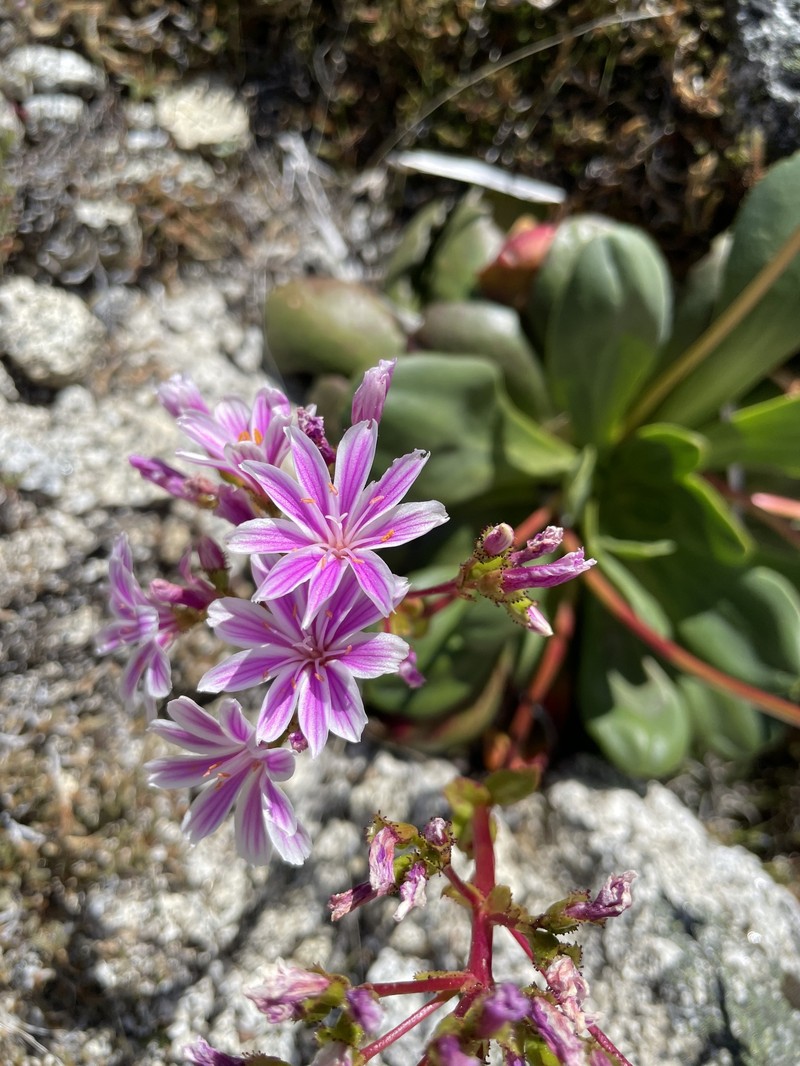 Lewisia cotyledon var. heckneri photo 4