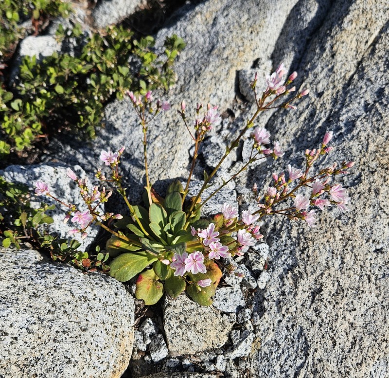 Lewisia cotyledon var. heckneri photo 6