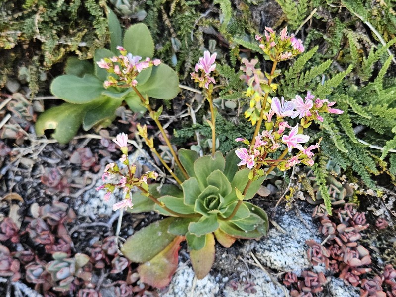 Lewisia cotyledon var. heckneri photo 7