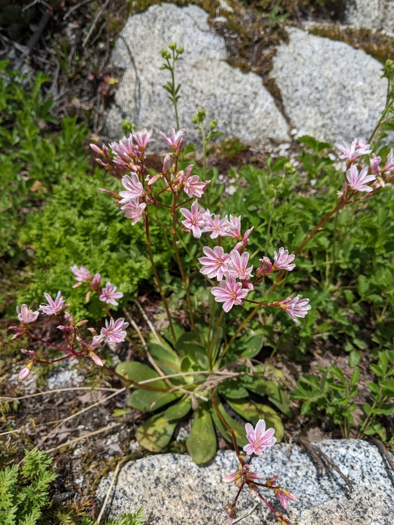 Lewisia cotyledon var. heckneri photo 8
