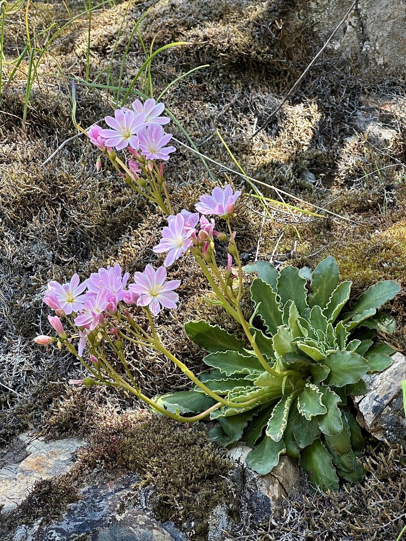 Lewisia cotyledon var. howellii