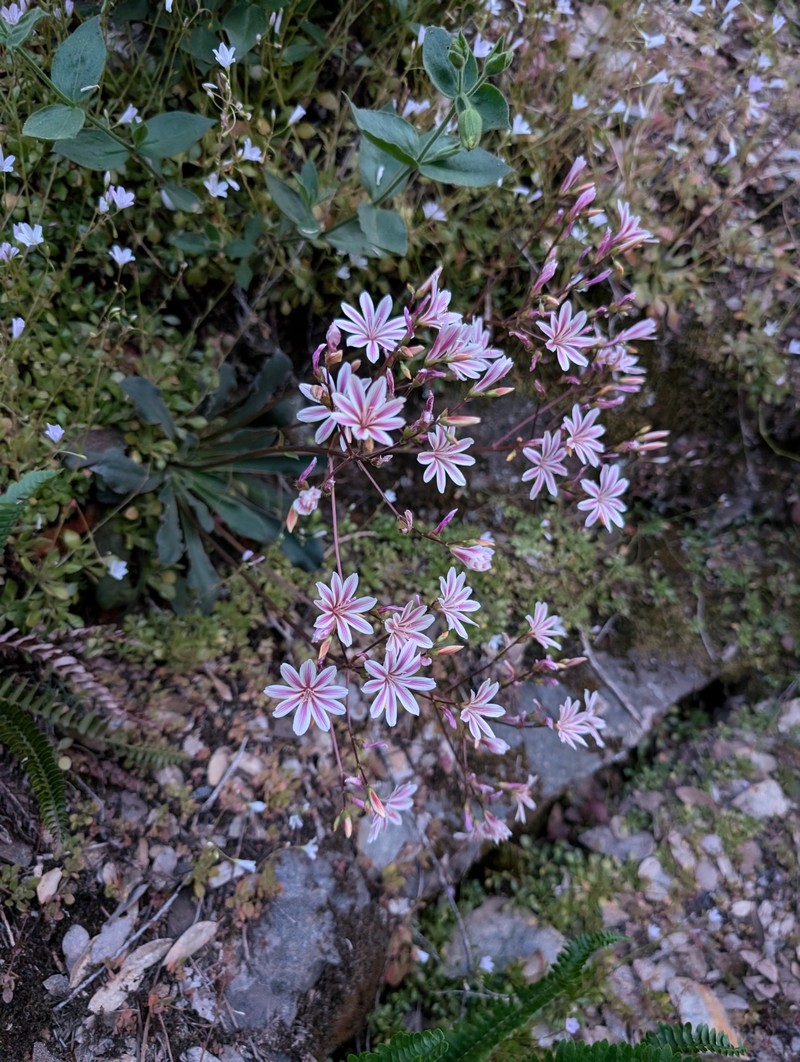 Lewisia cotyledon var. howellii photo 3
