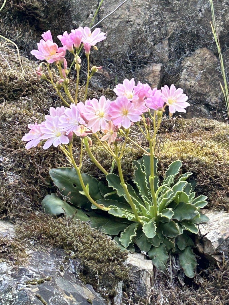 Lewisia cotyledon var. howellii photo 4