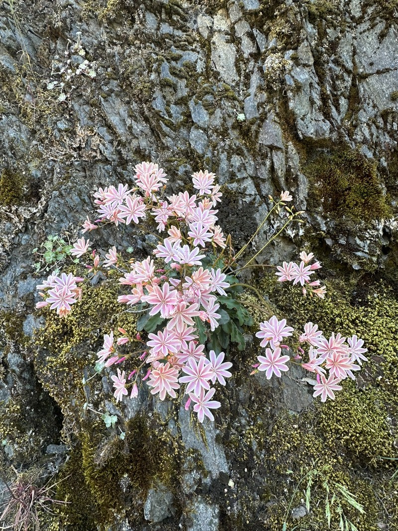 Lewisia cotyledon var. howellii photo 5