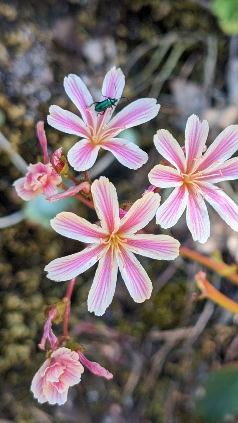 Lewisia cotyledon var. howellii photo 6