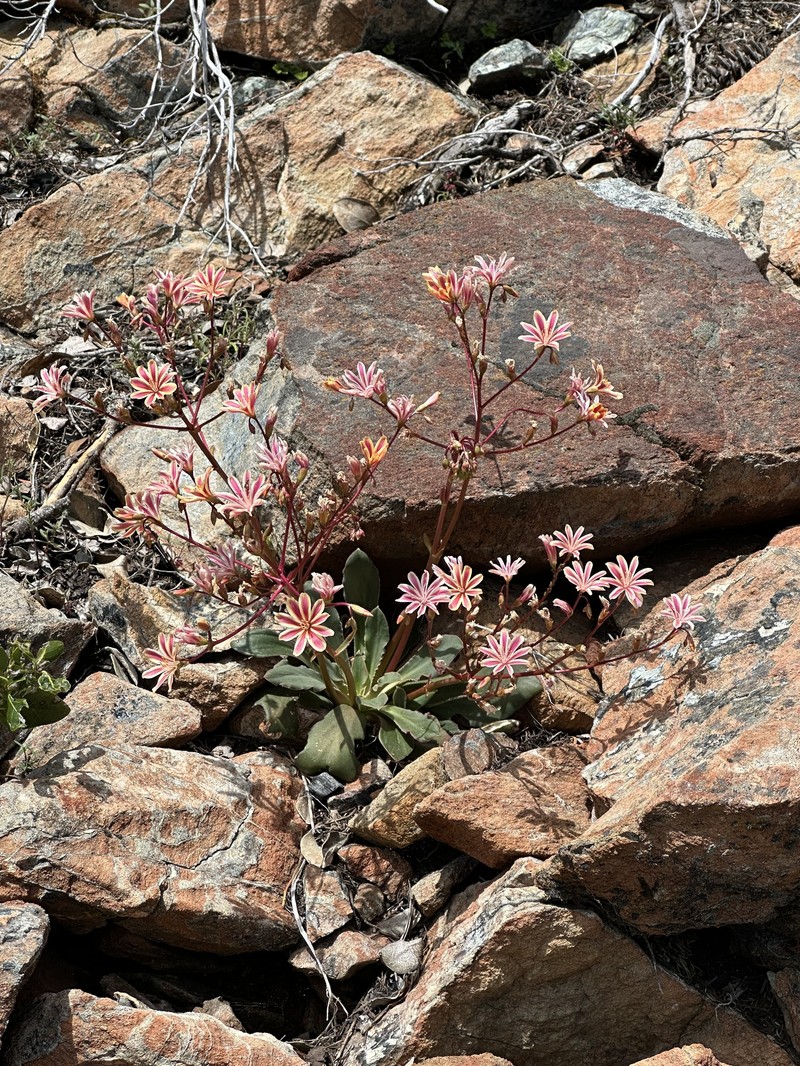 Lewisia cotyledon var. howellii photo 7