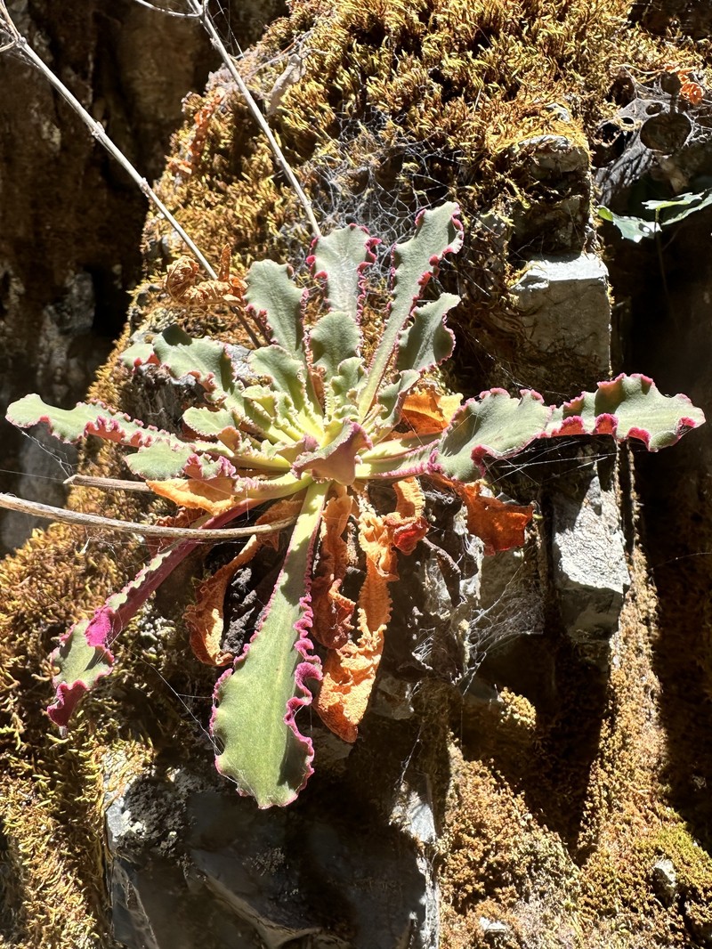 Lewisia cotyledon var. howellii photo 8