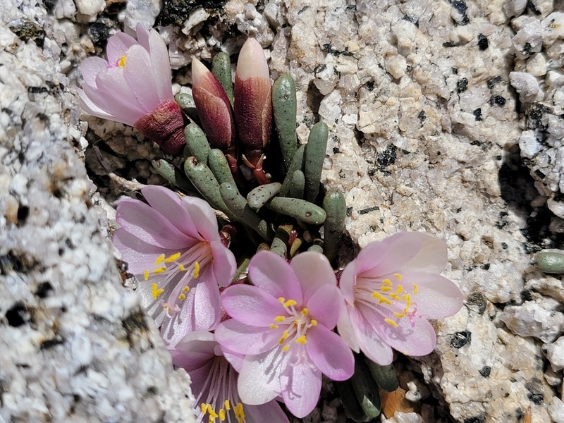 Yosemite Lewisia
