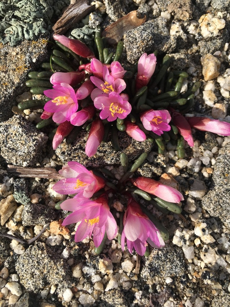 Yosemite Lewisia photo 2