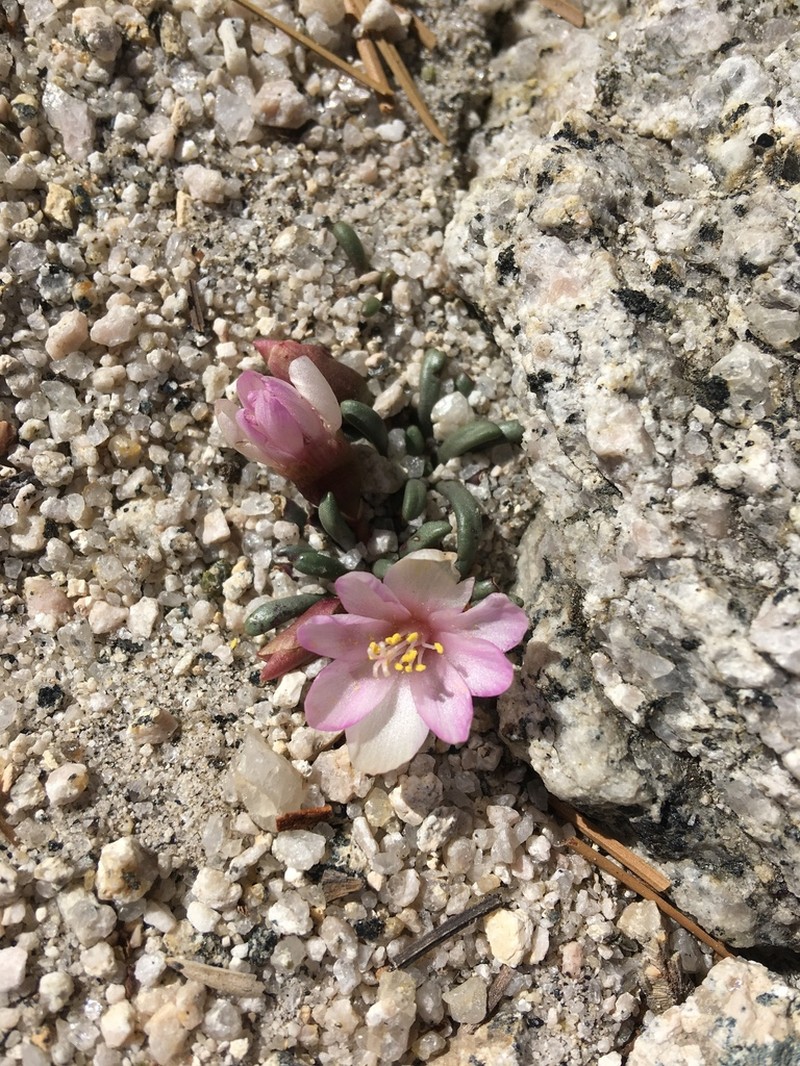 Yosemite Lewisia photo 3