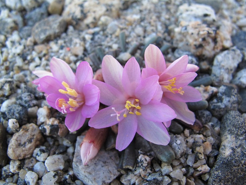 Yosemite Lewisia photo 4