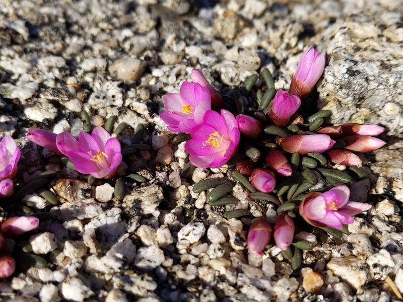 Yosemite Lewisia photo 5
