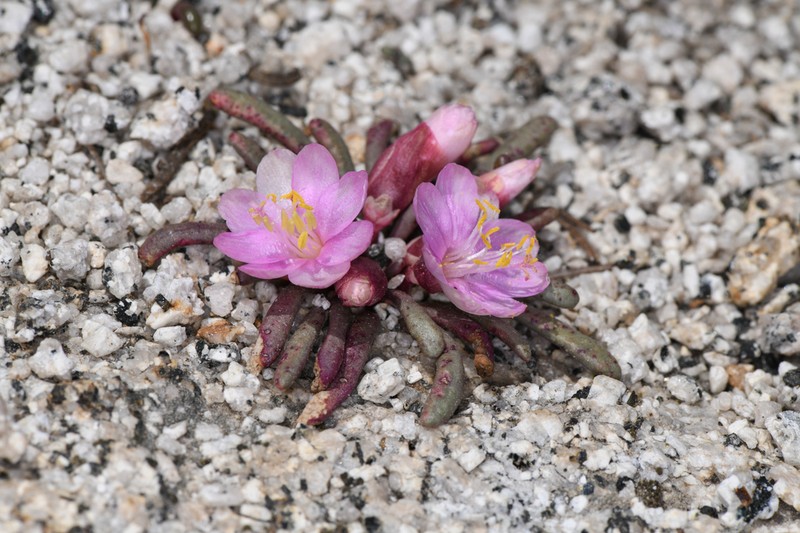Yosemite Lewisia photo 7