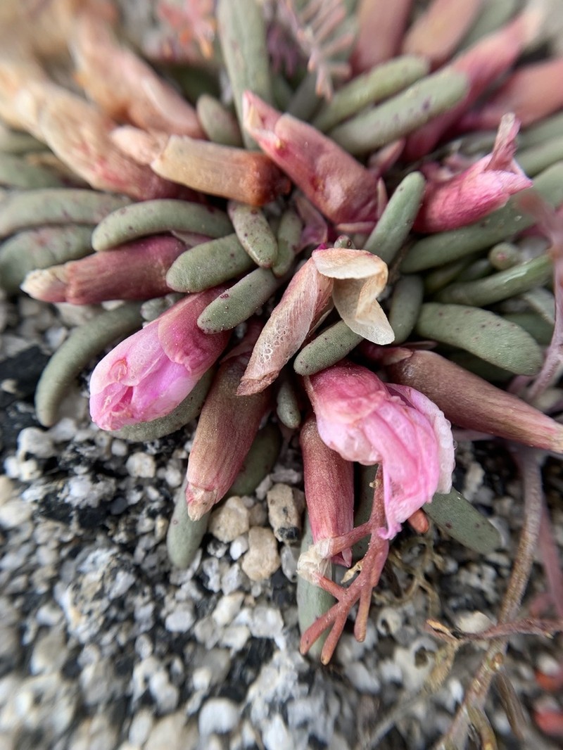 Yosemite Lewisia photo 8