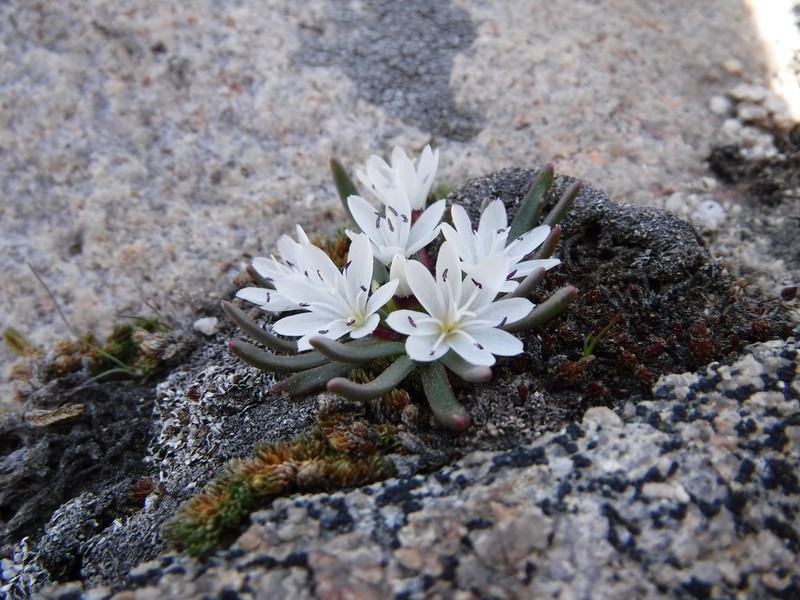 Sierra Lewisia