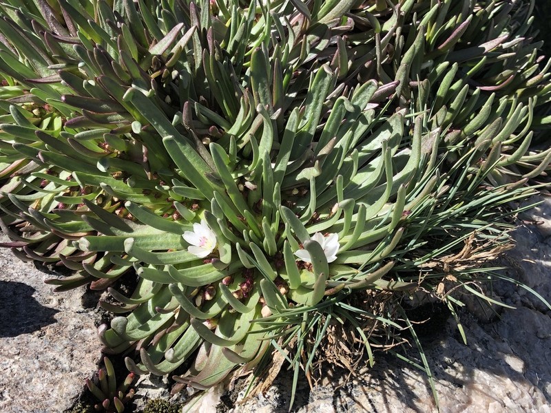 Sierra Lewisia photo 2