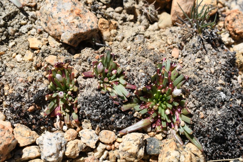 Sierra Lewisia photo 3