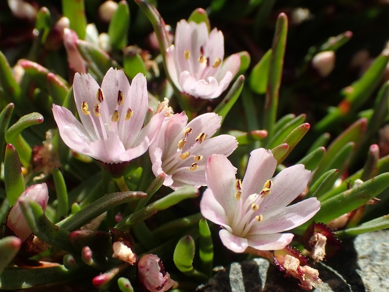 Sierra Lewisia photo 4