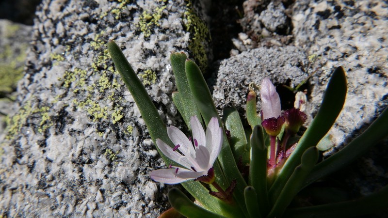 Sierra Lewisia photo 5