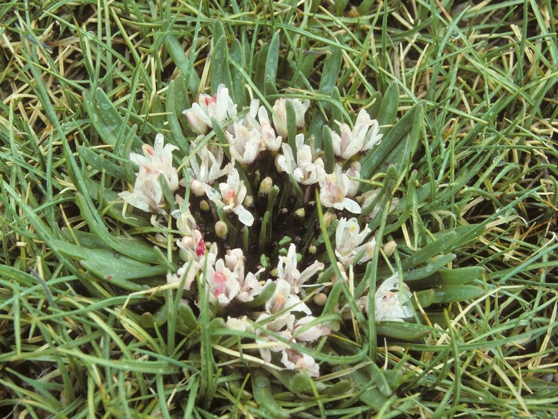 Sierra Lewisia photo 6