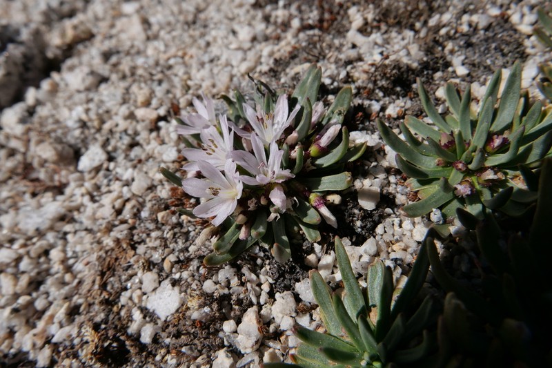 Sierra Lewisia photo 7