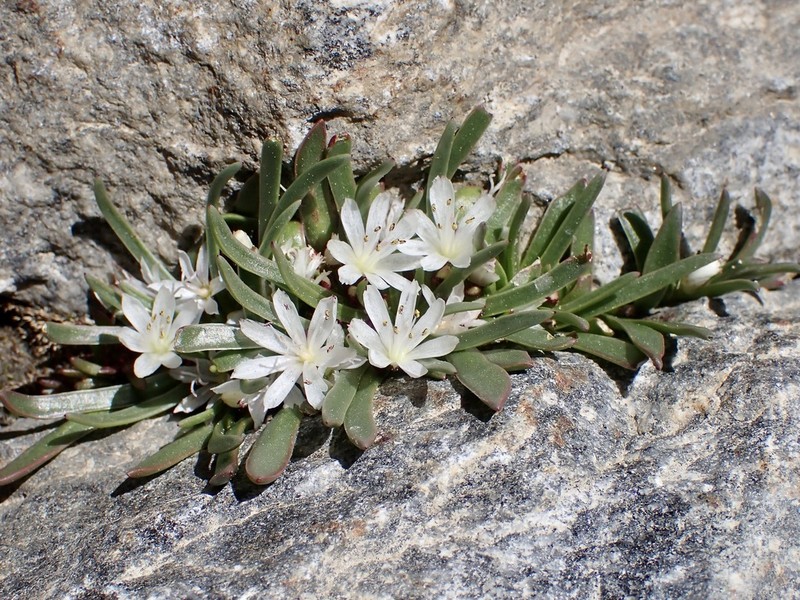 Sierra Lewisia photo 8