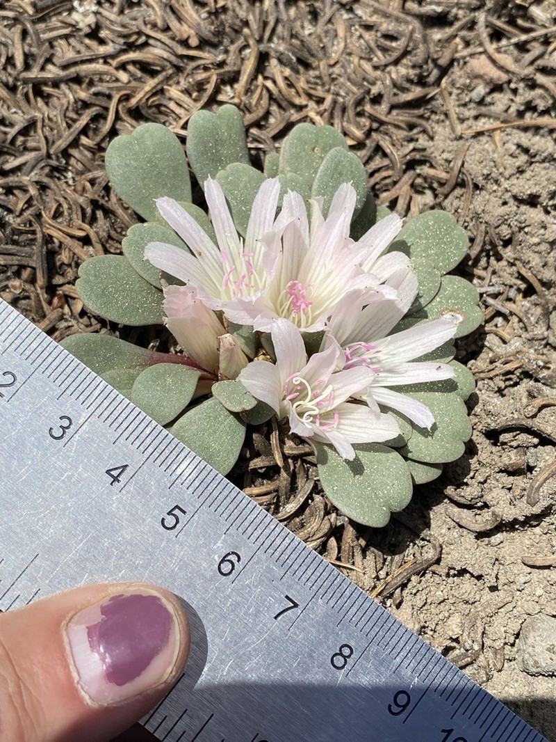 Kellogg's Lewisia
