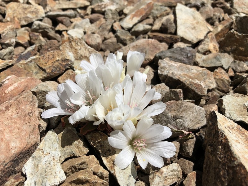 Kellogg's Lewisia photo 2