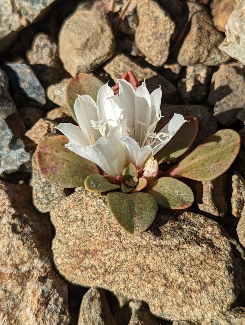 Kellogg's Lewisia photo 3