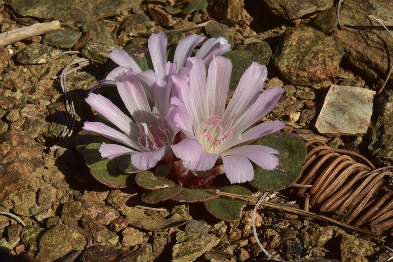 Kellogg's Lewisia photo 4