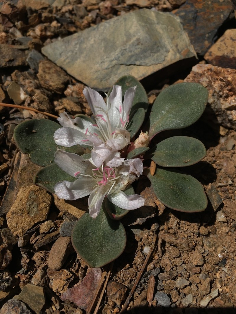 Kellogg's Lewisia photo 5