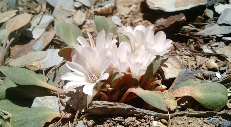 Kellogg's Lewisia photo 6