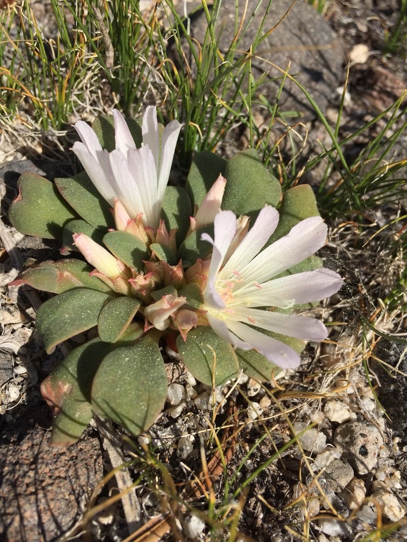 Kellogg's Lewisia photo 7