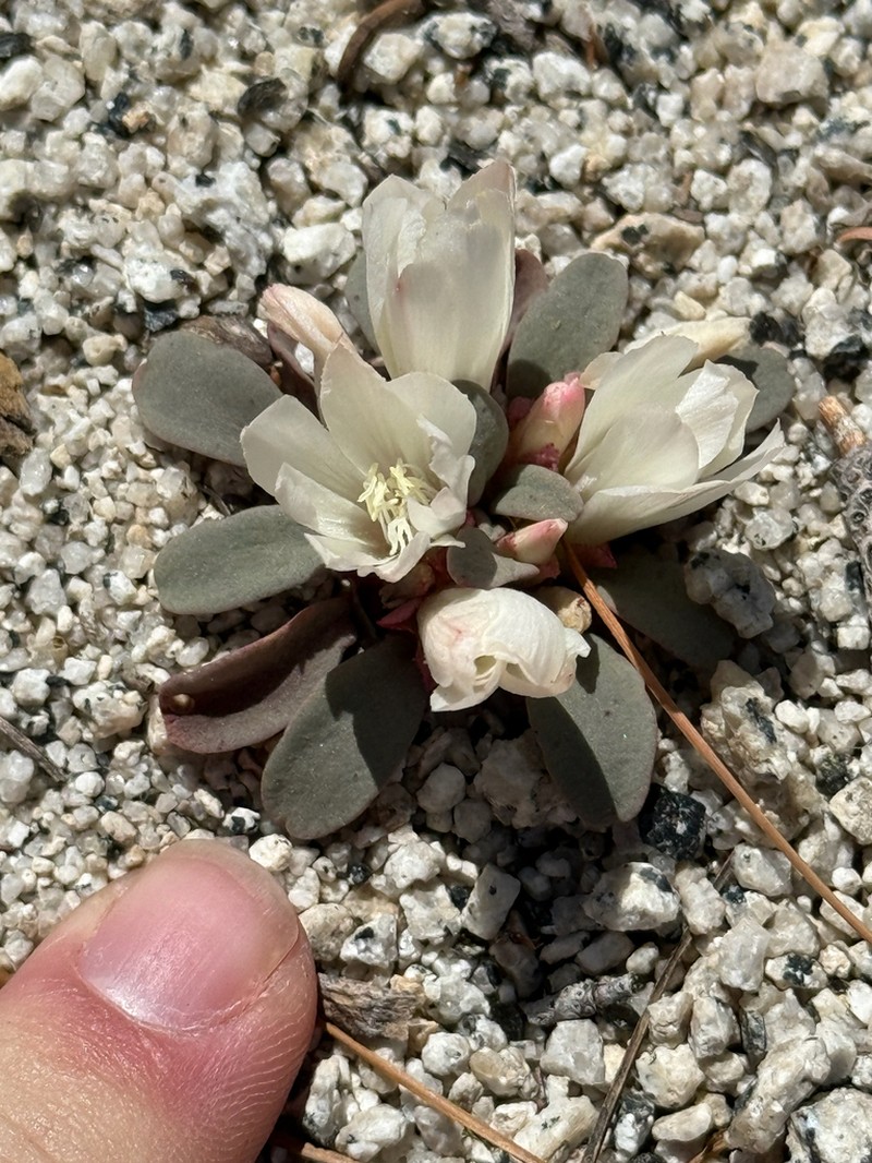 Kellogg's Lewisia photo 8