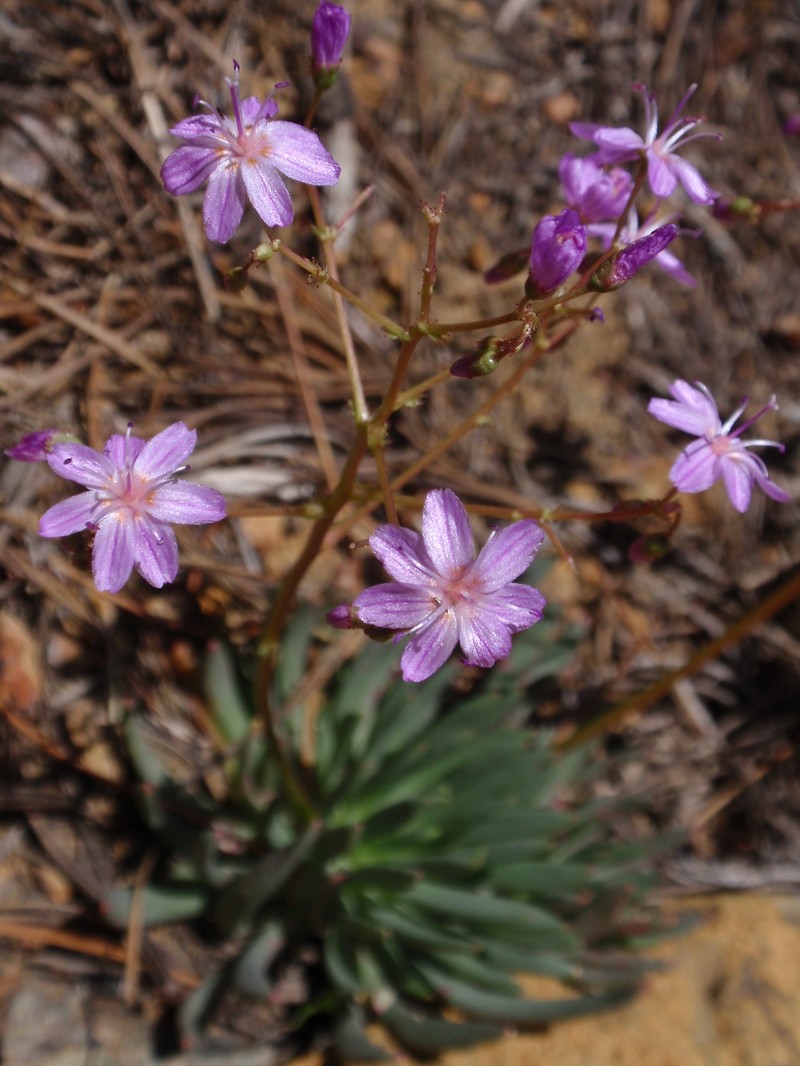Quill-Leaf Lewisia