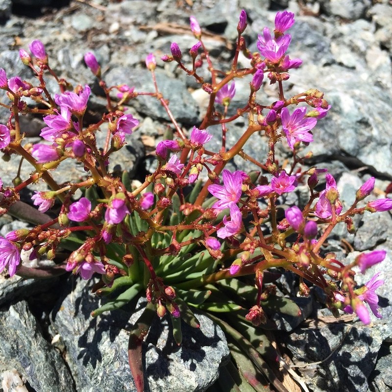 Quill-Leaf Lewisia