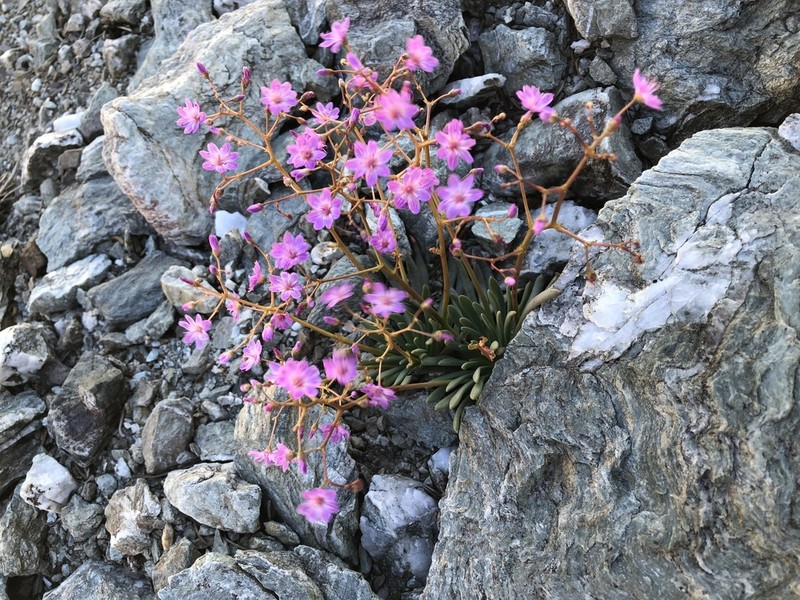Quill-Leaf Lewisia photo 2