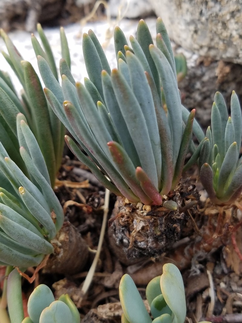 Quill-Leaf Lewisia photo 3