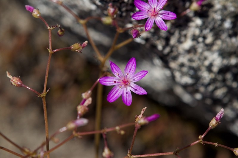 Quill-Leaf Lewisia photo 4