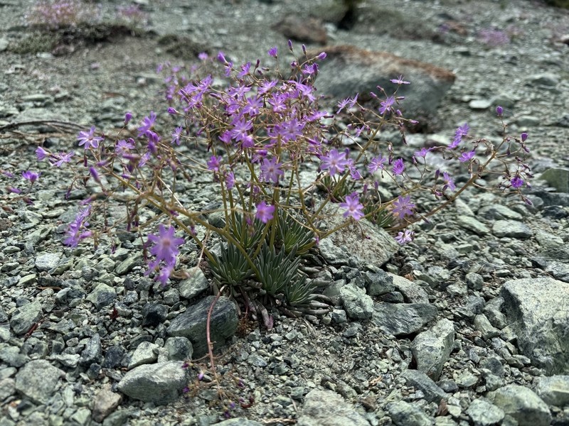 Quill-Leaf Lewisia photo 5