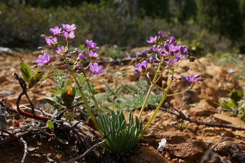 Quill-Leaf Lewisia photo 6