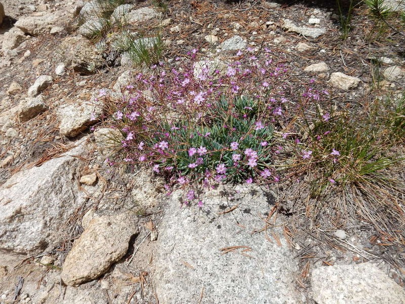 Quill-Leaf Lewisia photo 7