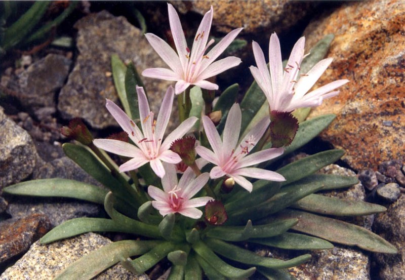 Truckee Lewisia photo 2