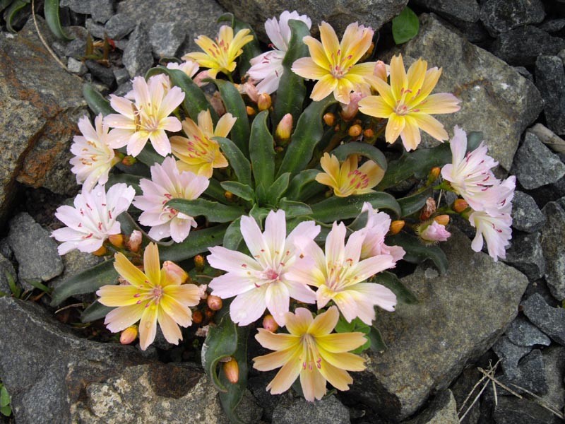 Truckee Lewisia photo 3