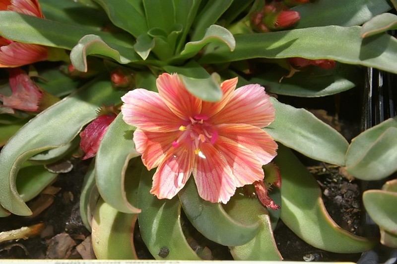 Truckee Lewisia photo 4