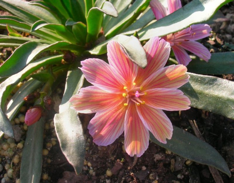 Truckee Lewisia