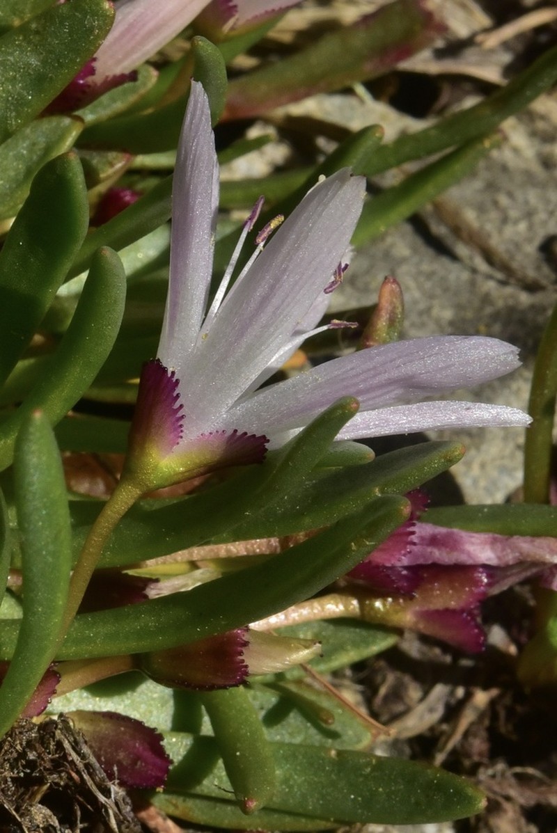 Truckee Lewisia