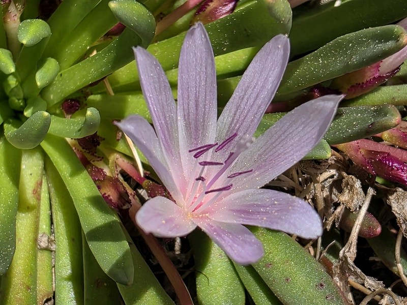 Truckee Lewisia photo 3