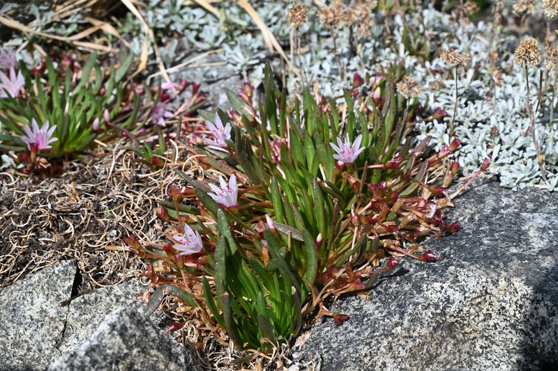 Truckee Lewisia photo 4