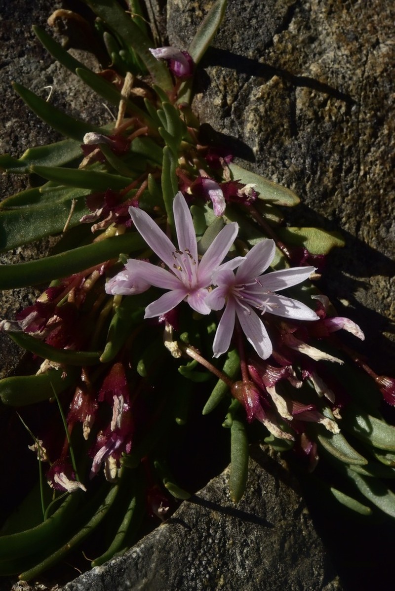 Truckee Lewisia photo 5